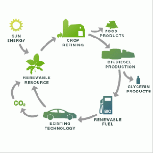 Life cycle of biodiesel.